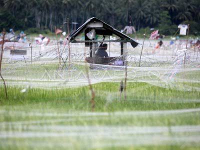 Suasana sawah yang masih sangat asri di Gampong Lamdom.